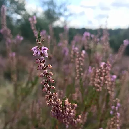 Zum Bothmerschen Krug 아파트 *