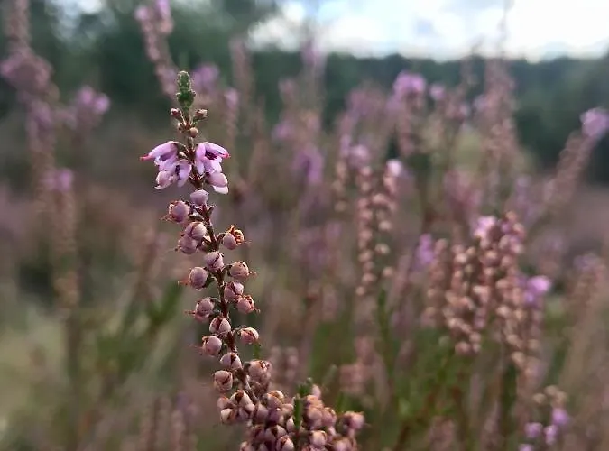 Zum Bothmerschen Krug Apartamento *