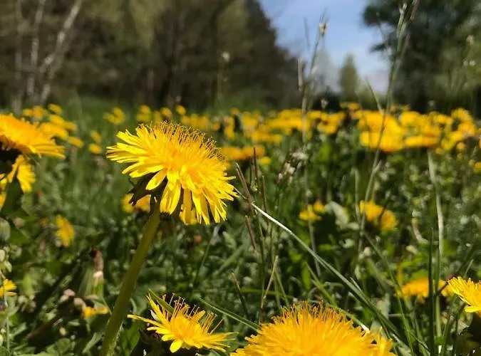 Zum Bothmerschen Krug * Schwarmstedt